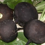 редька